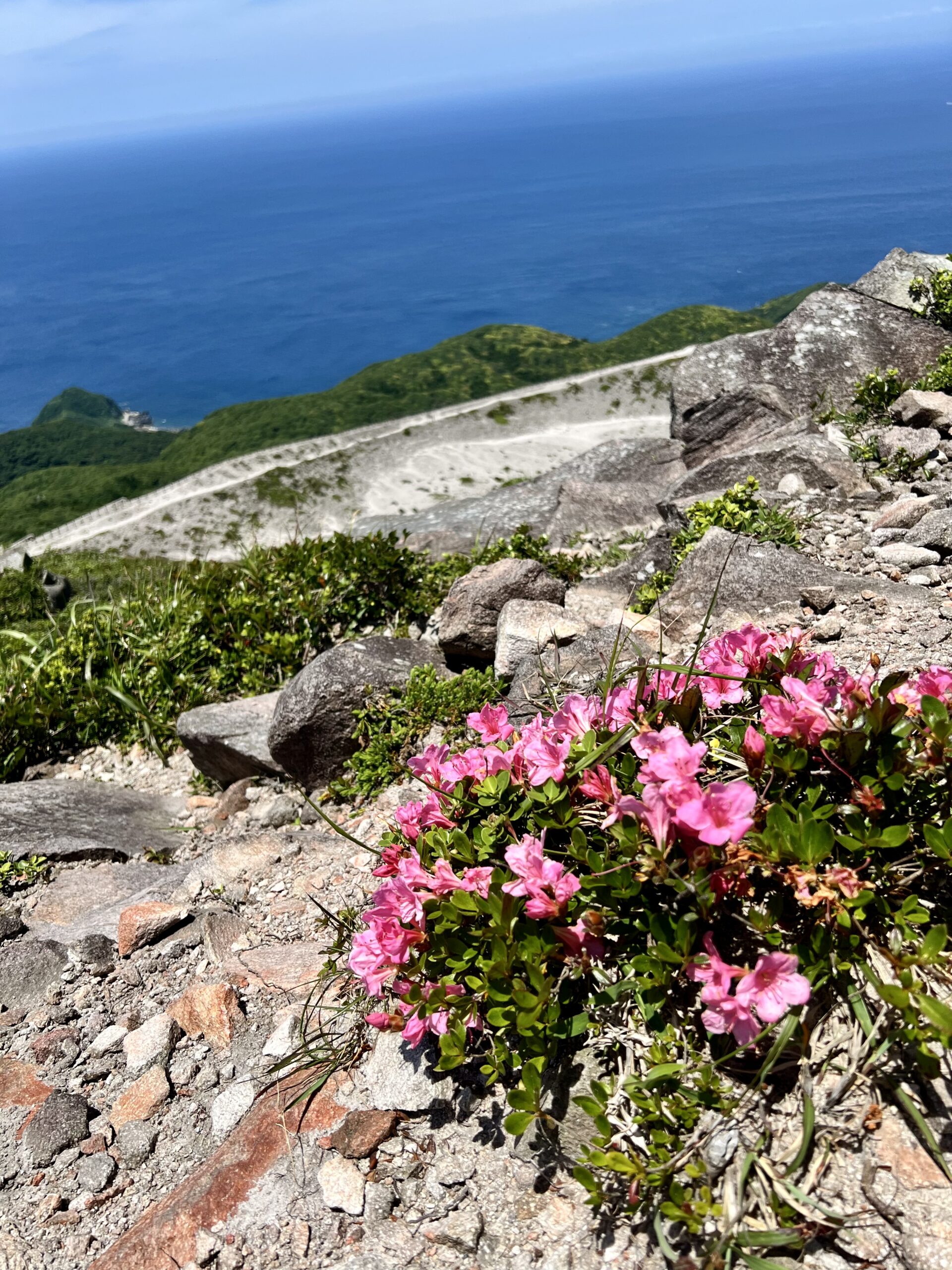 天上山 オオシマツツジ