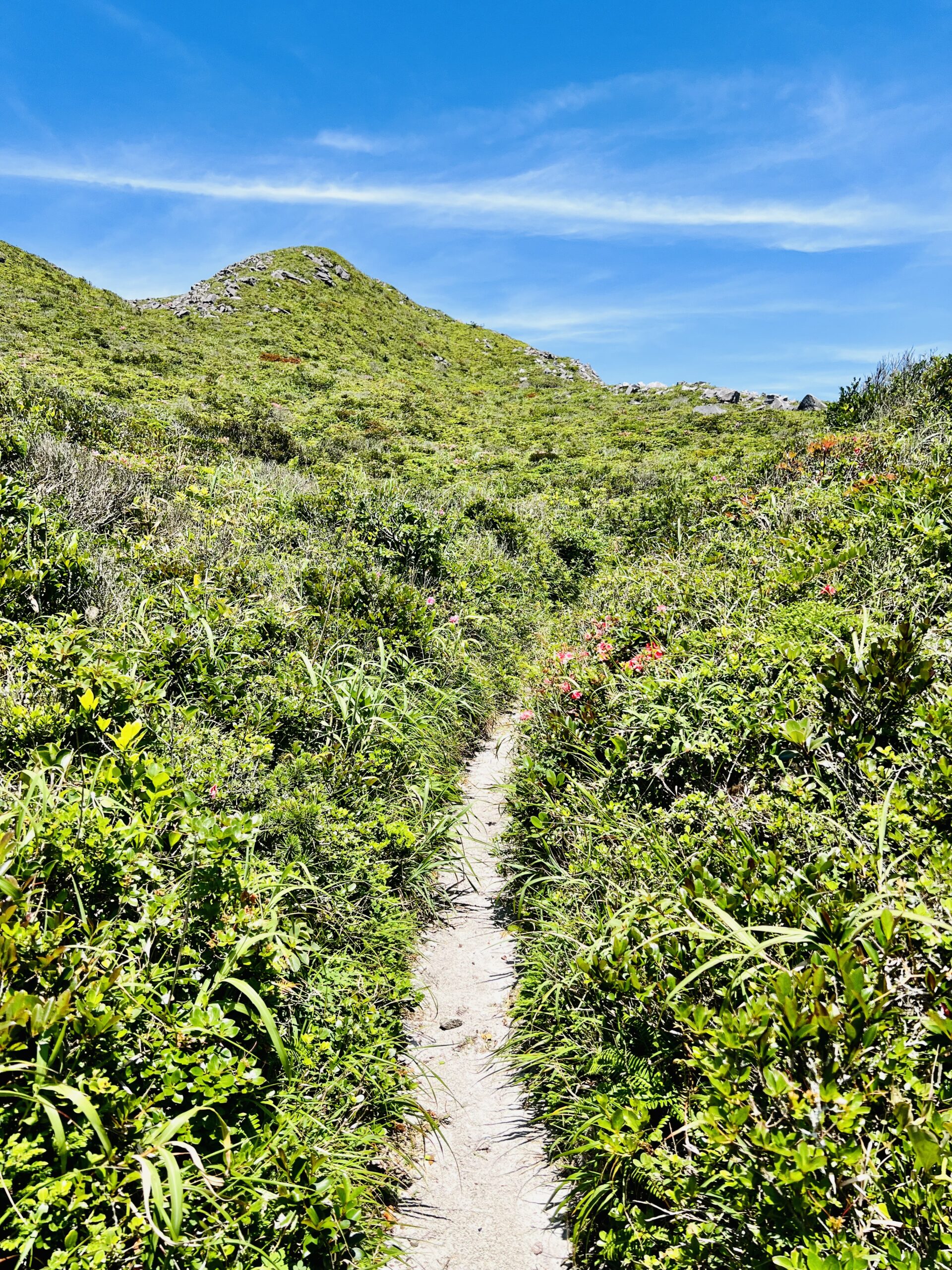 神津島 天上山 山頂台地