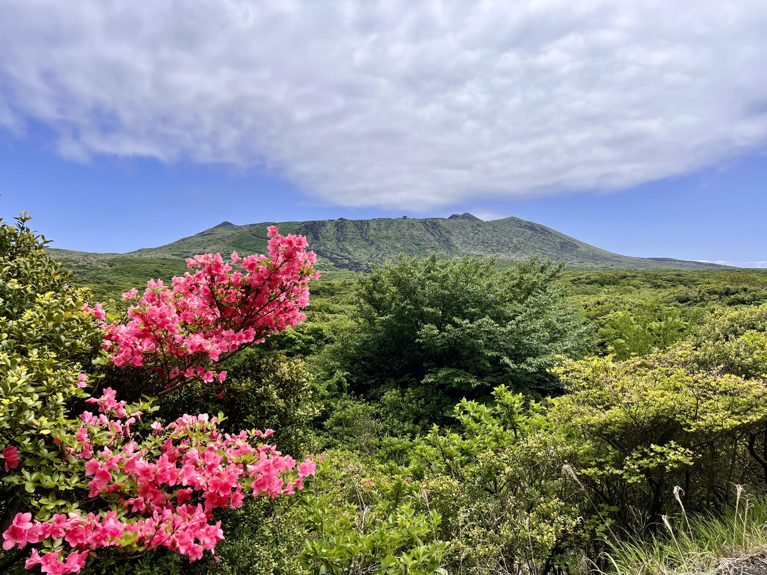 オオシマツツジと三原山