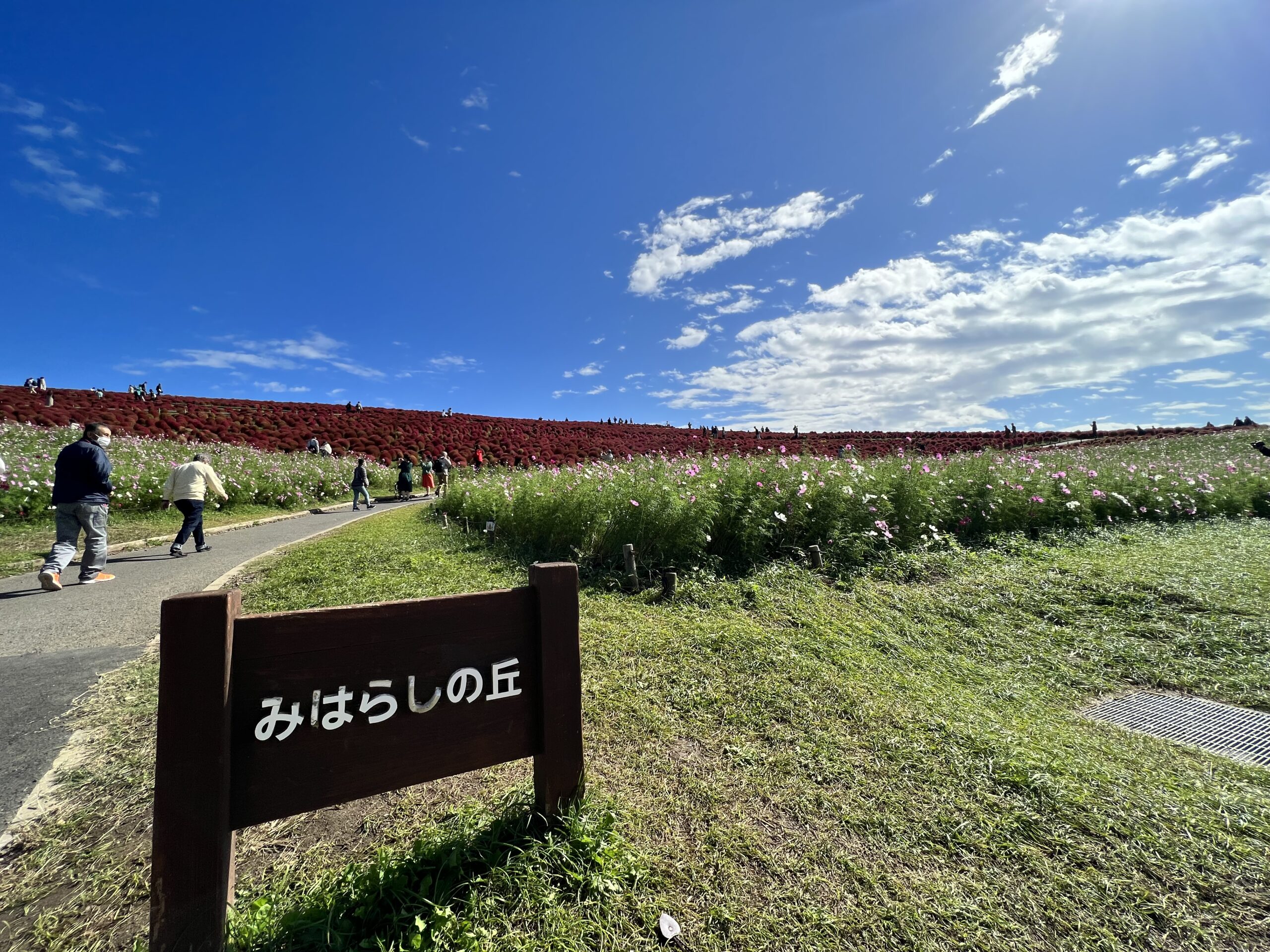 国営ひたち海浜公園 みはらしの丘